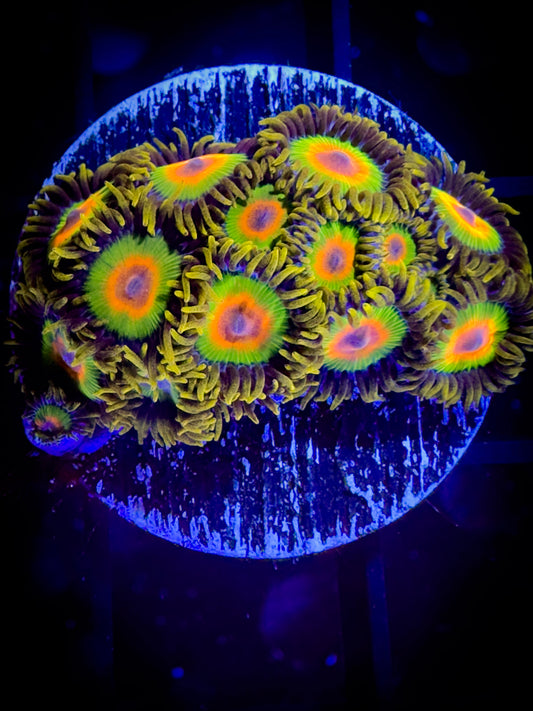 Rastas Zoanthids