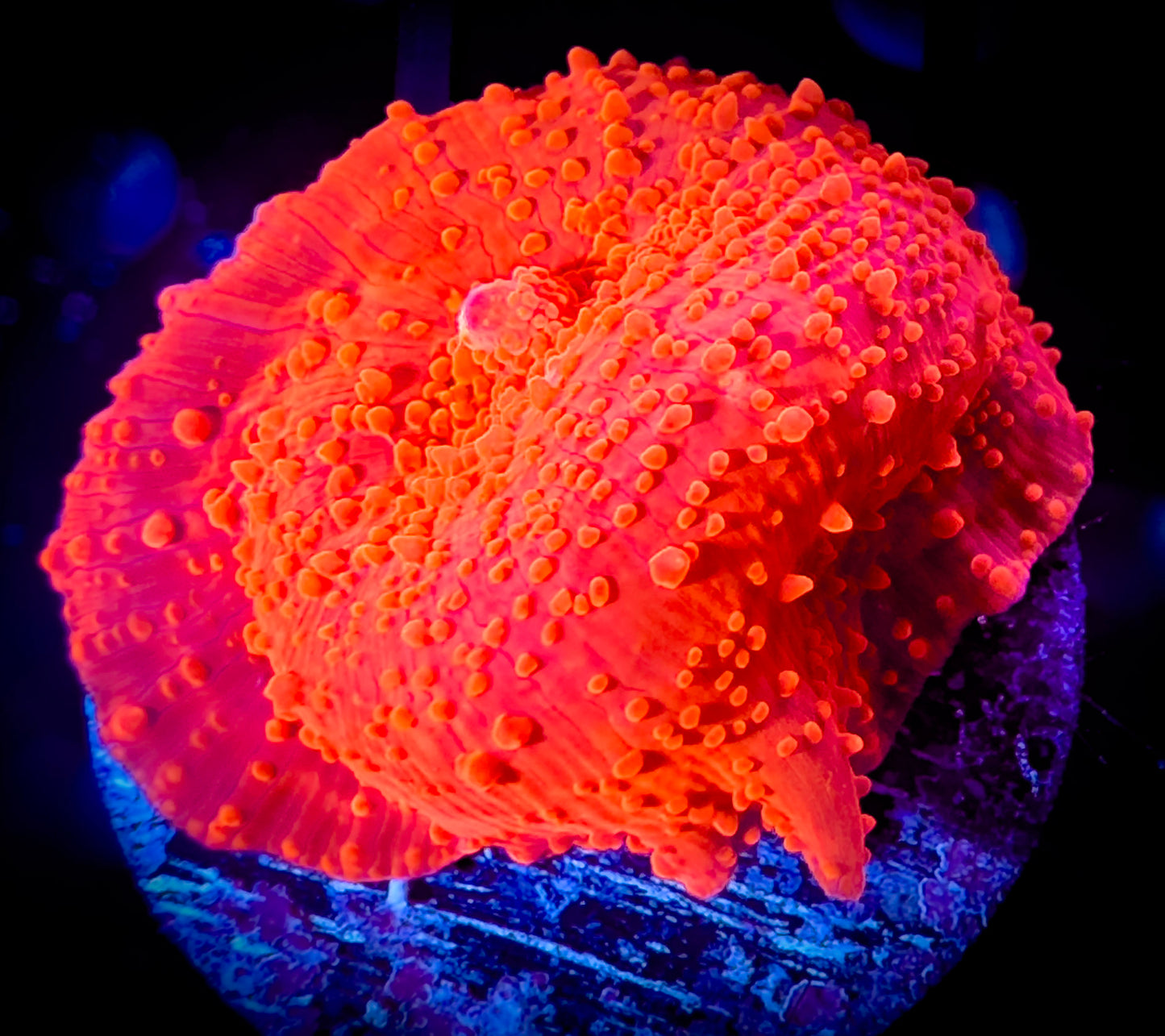 Red Discosoma Mushroom