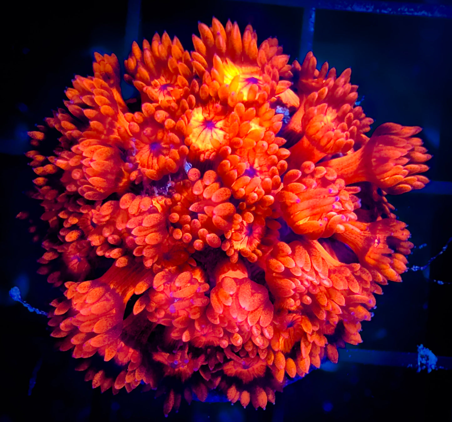 Ultra Red Goniopora