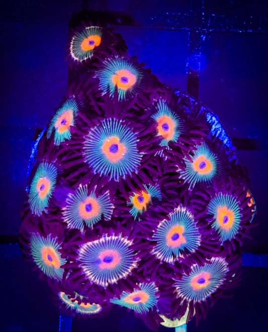 WYSIWYG Red haired Gorilla Nipples Zoanthids Large Frag B