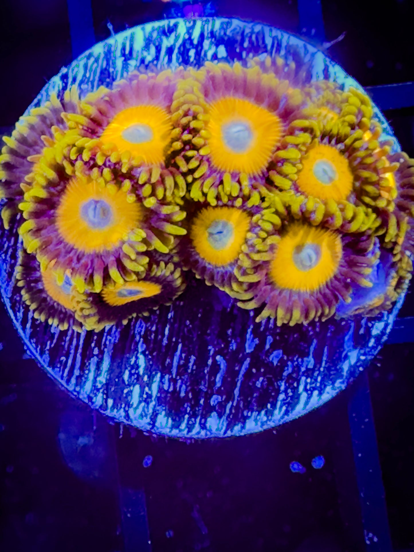 Scrambled Eggs Zoanthids