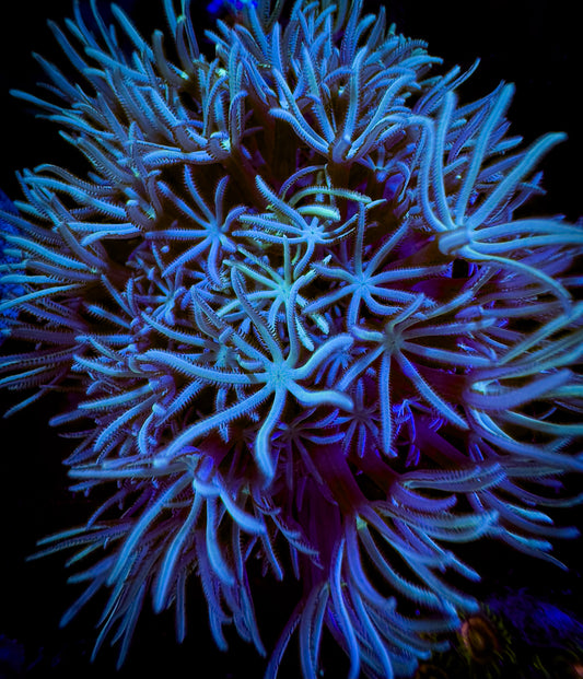 Sky Blue Pipe Organ coral