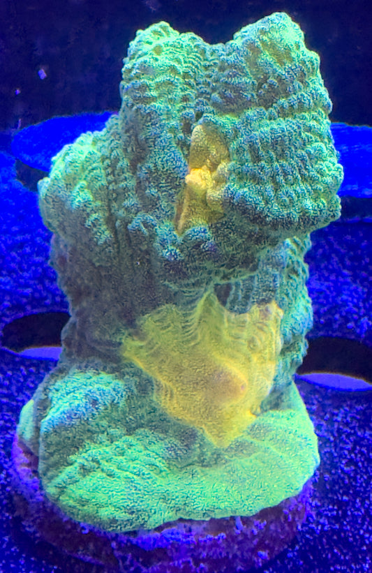 WYSIWYG JF Space Invader Pectinia 01F2