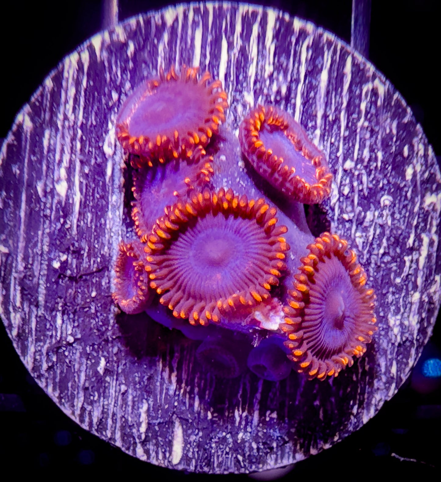 Spiderman Zoanthids