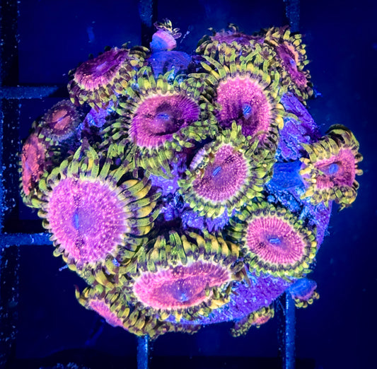 WYSIWYG Strawberry Wine Zoanthids Large Frag