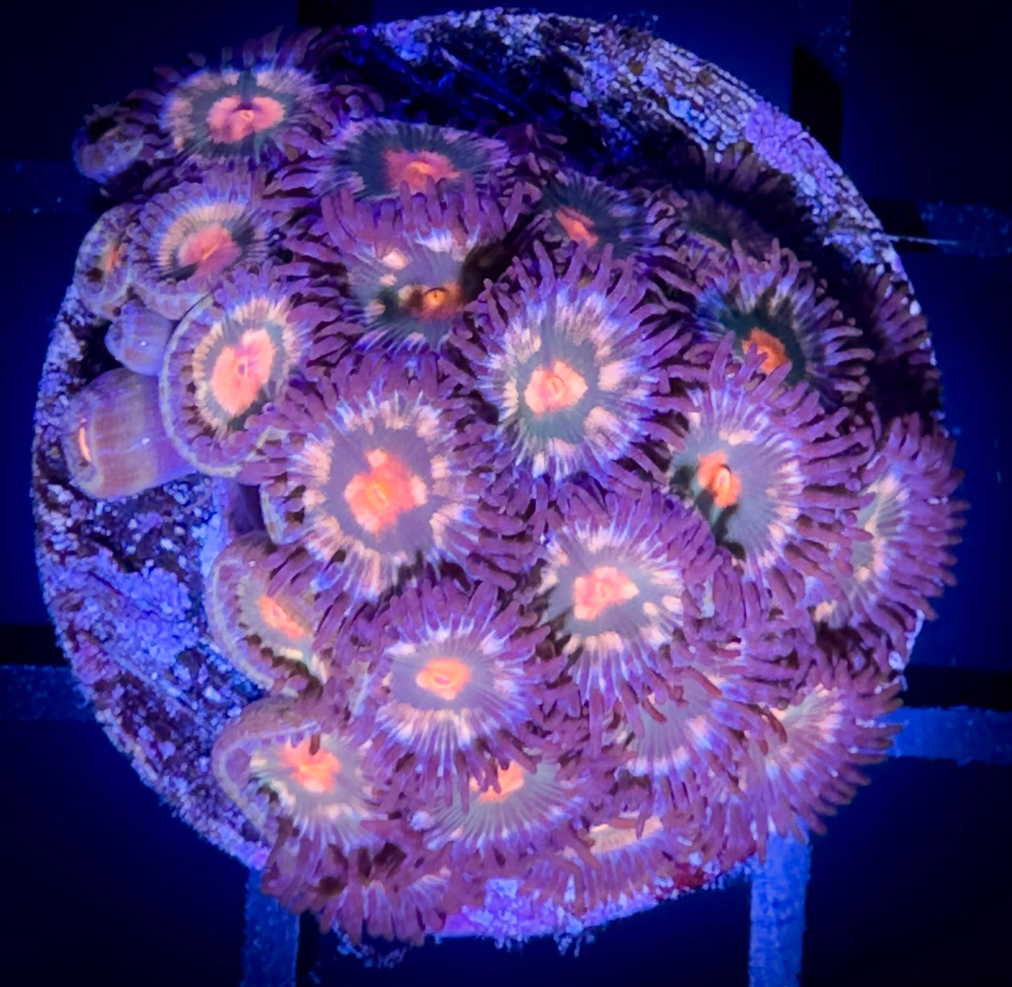 WYSIWYG Sunkissed Zoanthids