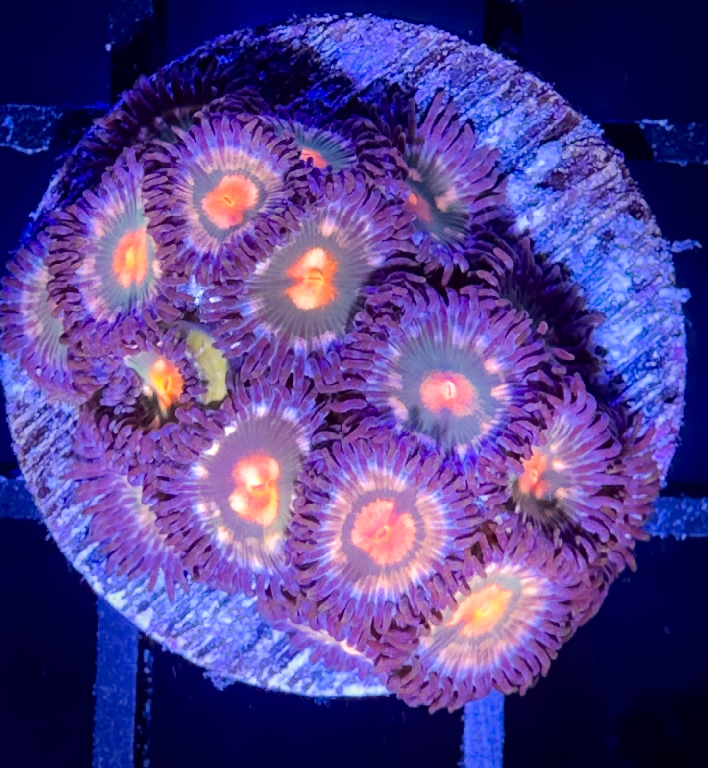 WYSIWYG Sunkissed Zoanthids B