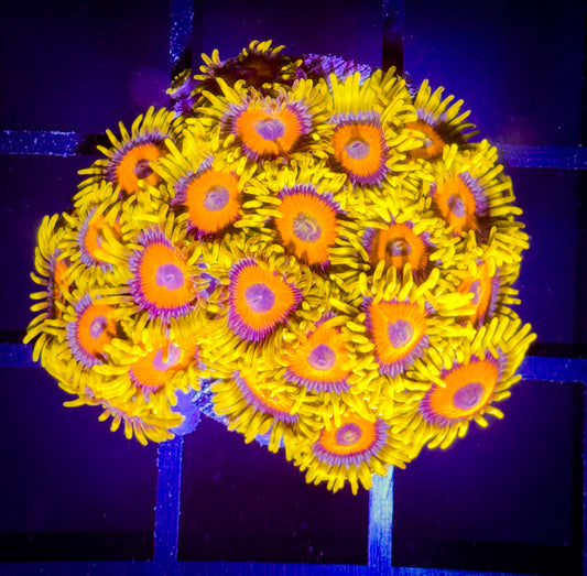 WYSIWYG Super Sunflower Zoanthids Mini Colony B