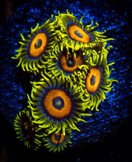 Super Sunflower Zoanthids