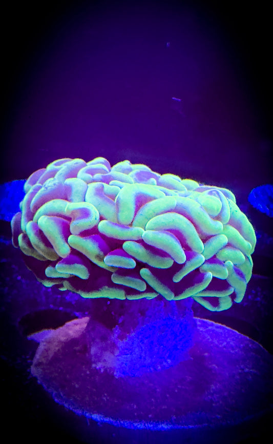 WYSIWYG Green Toxic Branching Hammer 01E4