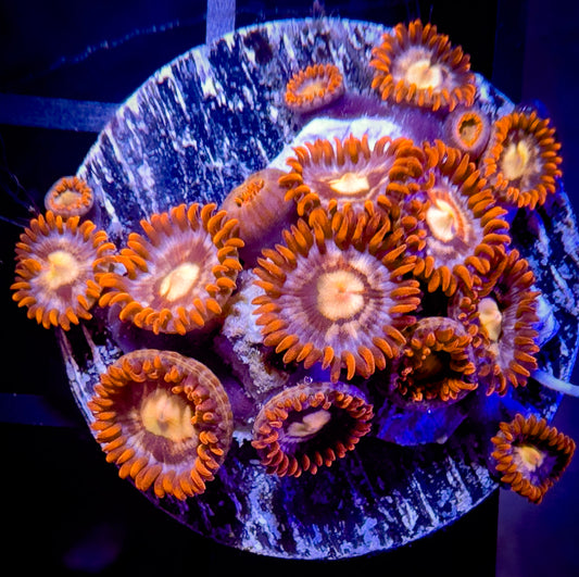 Treehouse of Horror Zoanthids