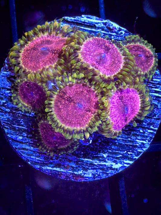 Strawberry Wine Zoanthids