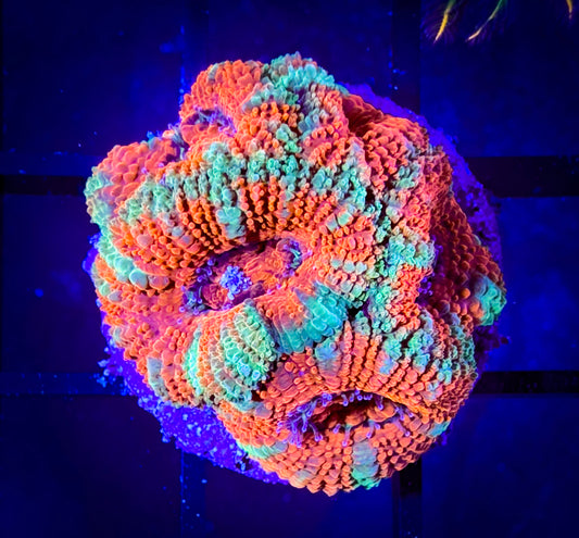 WYSIWYG Ultra Acan (Micromussa) Lord C