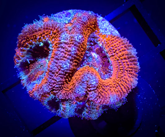 WYSIWYG Ultra Acan (Micromussa) Lord 01C3