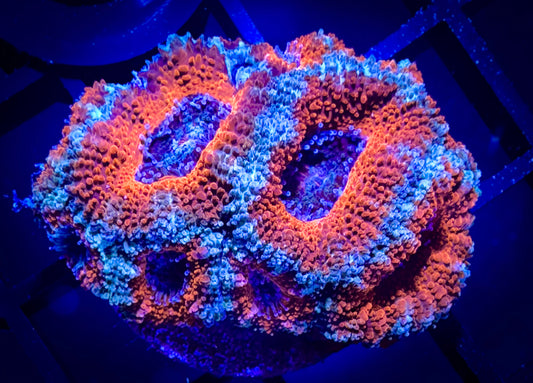 WYSIWYG Ultra Acan (Micromussa) Lord 02D3