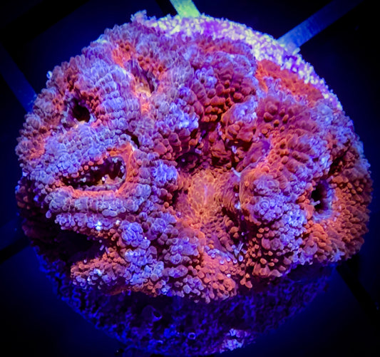 WYSIWYG Ultra Acan (Micromussa) Lord F 01C4