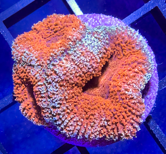 WYSIWYG Ultra Acan (Micromussa) Lord 01D1