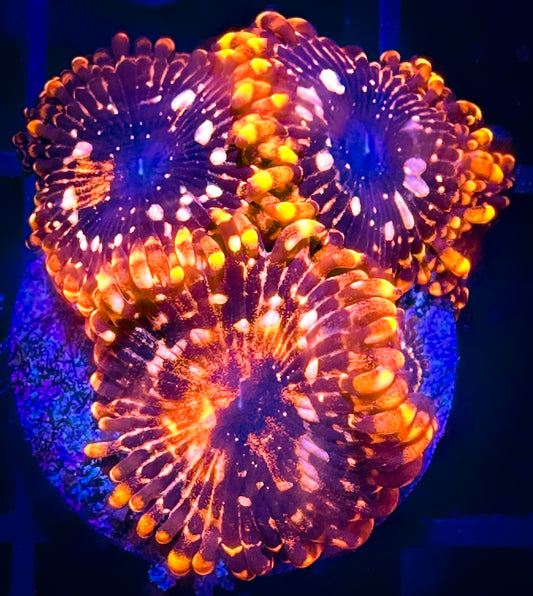 Utter Chaos Zoanthids