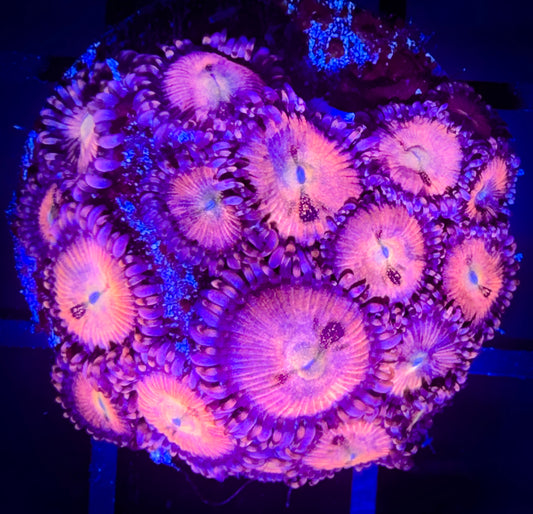 WWC Halle Berry Zoanthids