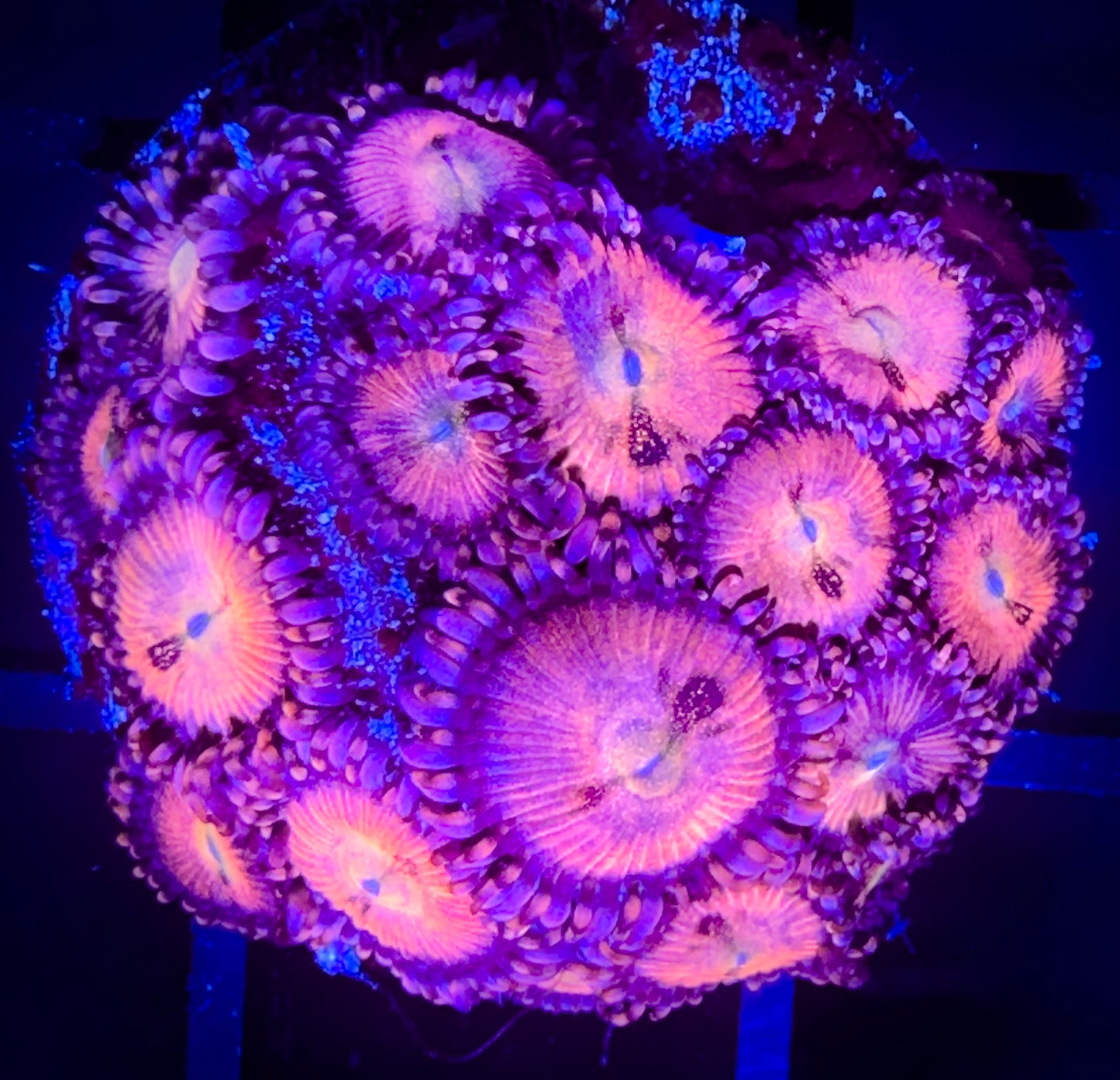 WYSIWYG WWC Halle Berry Zoanthids Large Frag