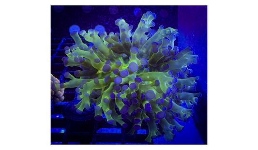 WYSIWYG Fat Neon Green & Purple Frogspawn--  2 mouths