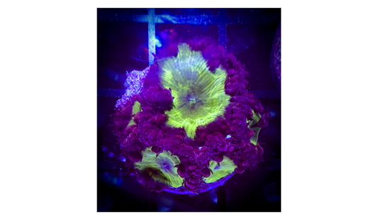WYSIWYG CB Chronic Funk Wellsi Blastomussa