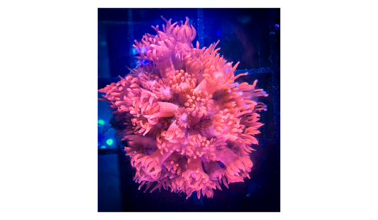 WYSIWYG Bright Pink Goni