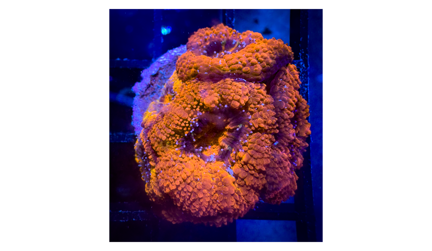 WYSIWYG Red Acan (Micromussa) Lord