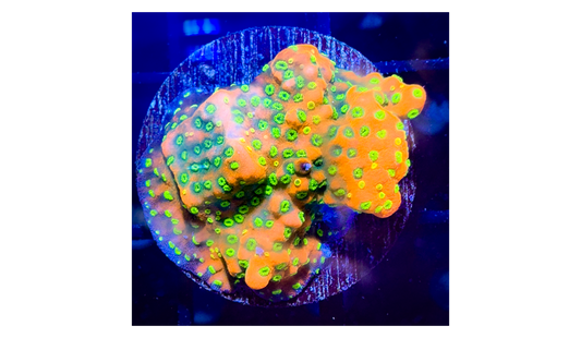 Sunset Montipora