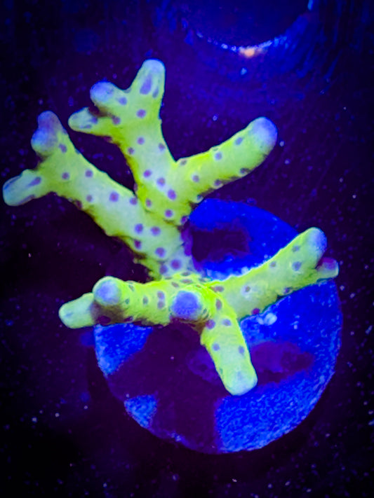 WYSIWYG Luminescence Anacropora, 1 inch frag 02A2
