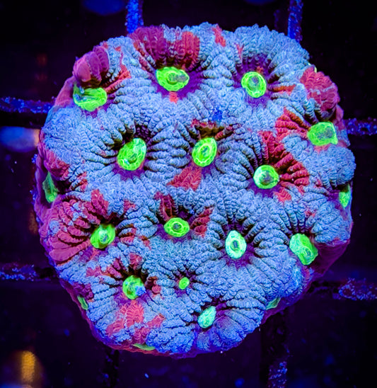 WYSIWYG Periwinkle War Coral (Favities)