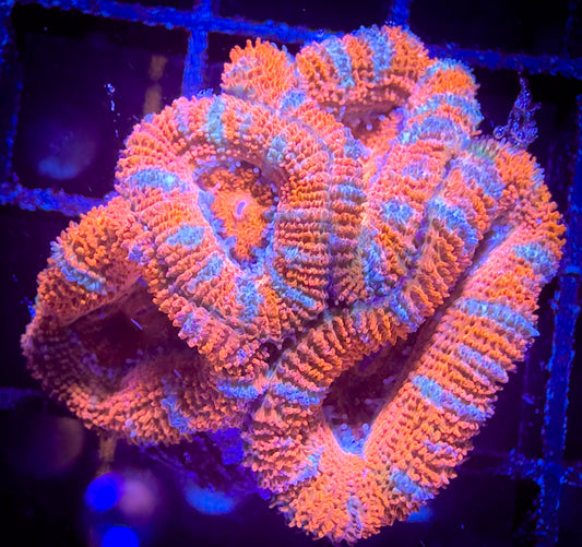 WYSIWYG Stripey Acan (Micromussa) Lord 02C3