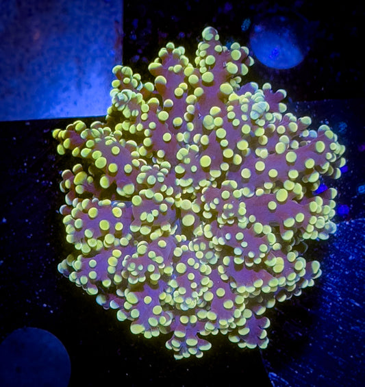 WYSIWYG Yellow Tipped Octomom, I mean, Octospawn