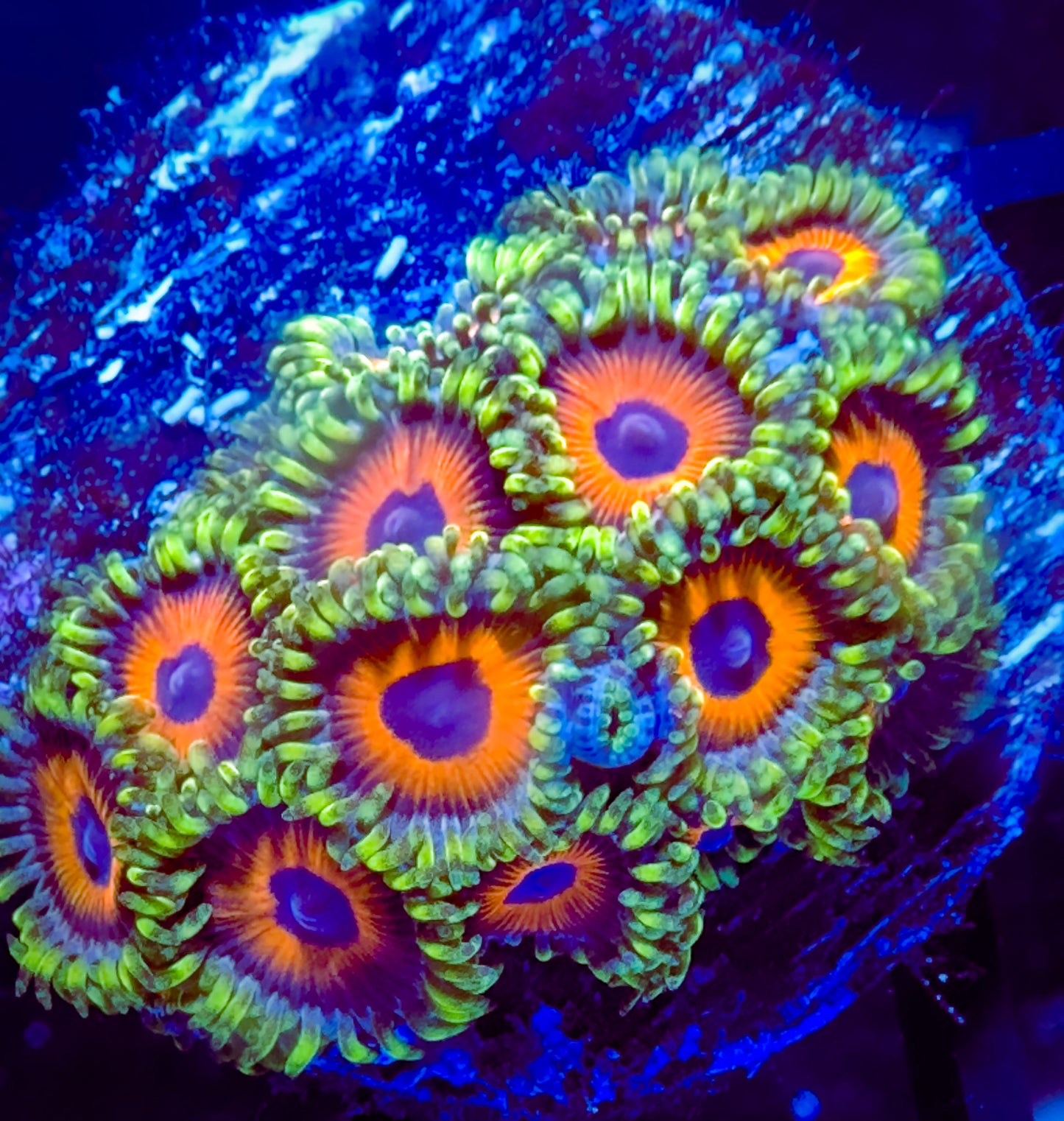 Whammin Watermelon Zoanthids