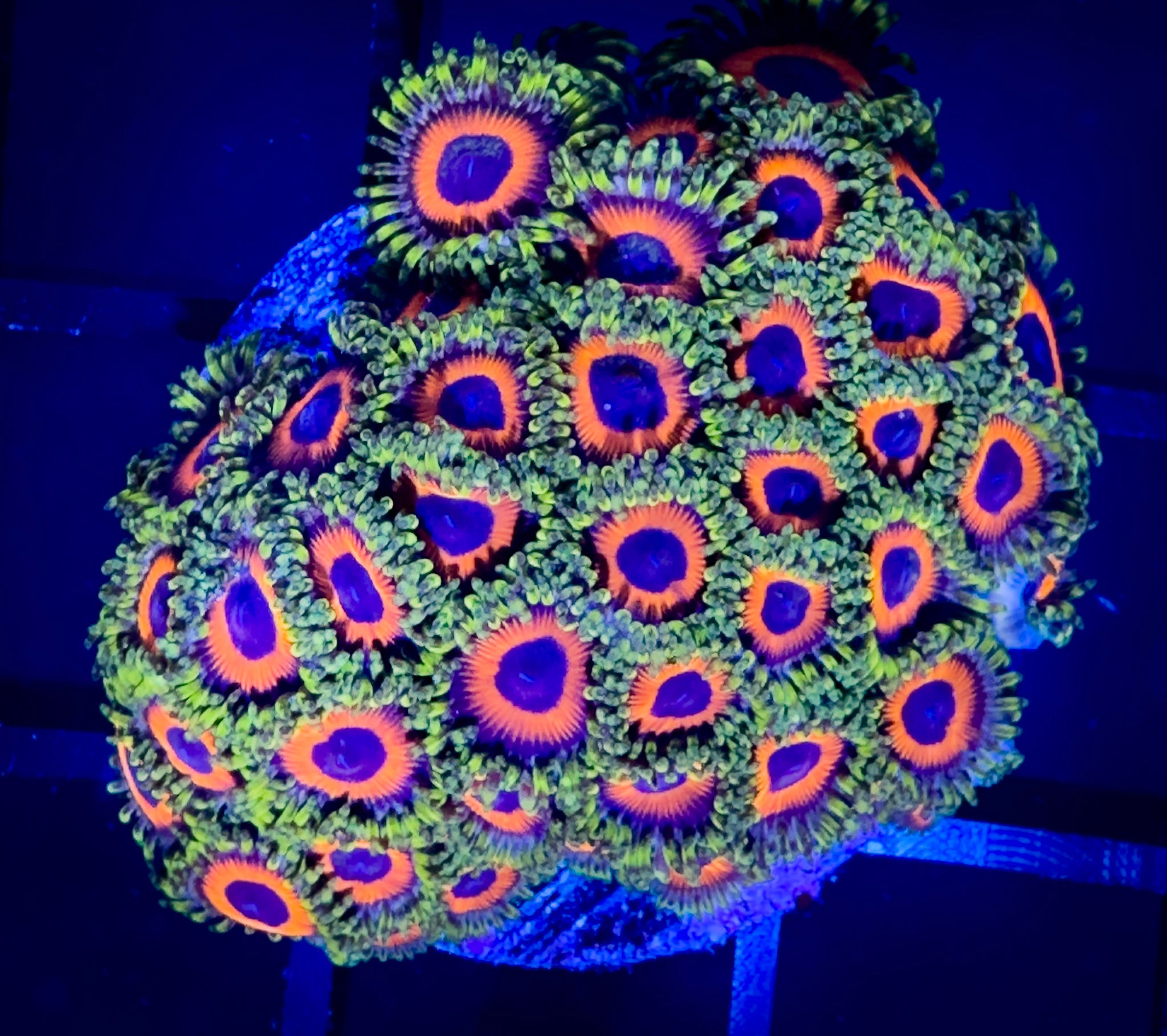 WYSIWYG Whammin Watermelon Zoanthids Mini Colony – Goat Corals