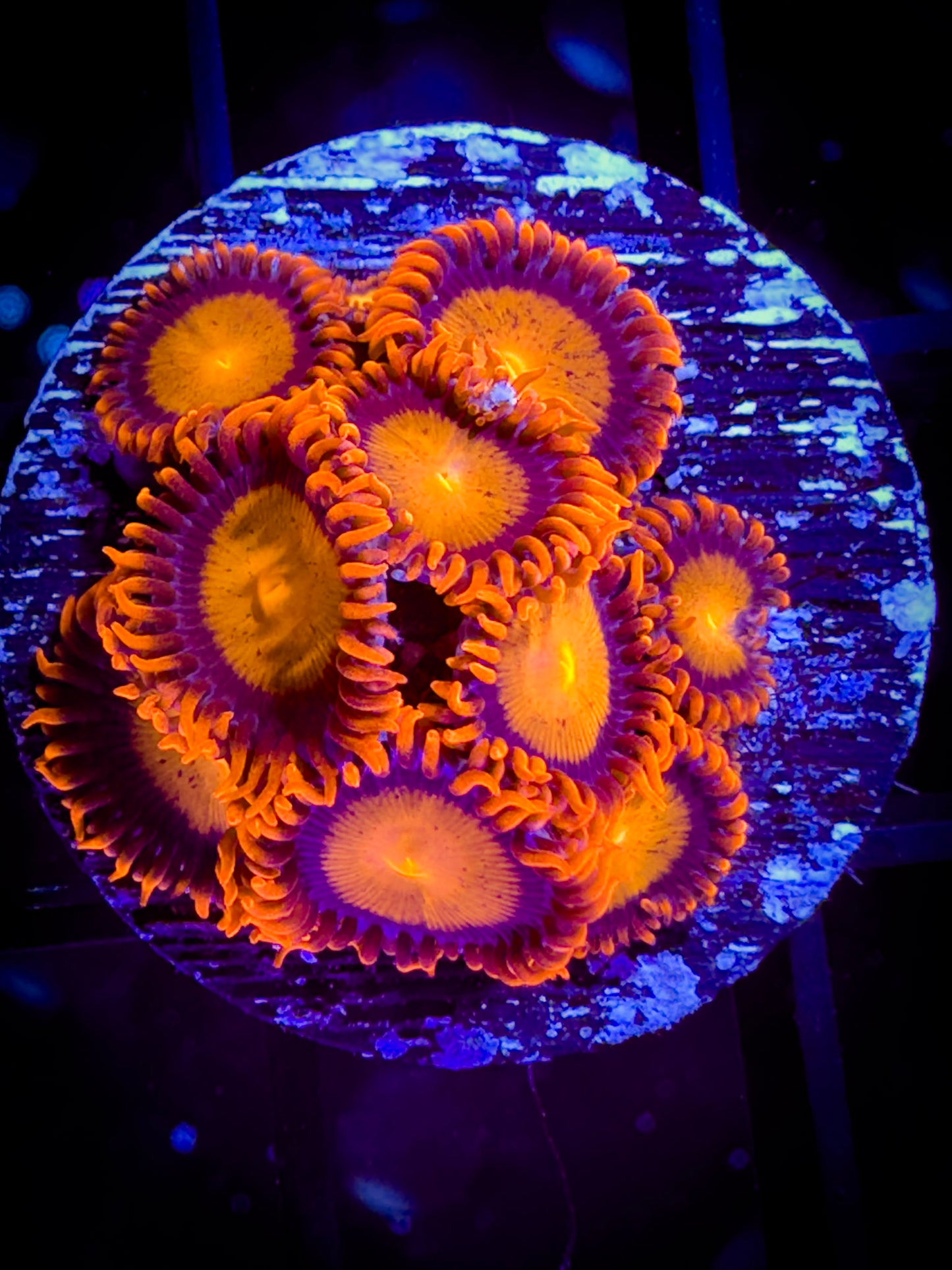 Angry Birds Zoanthids