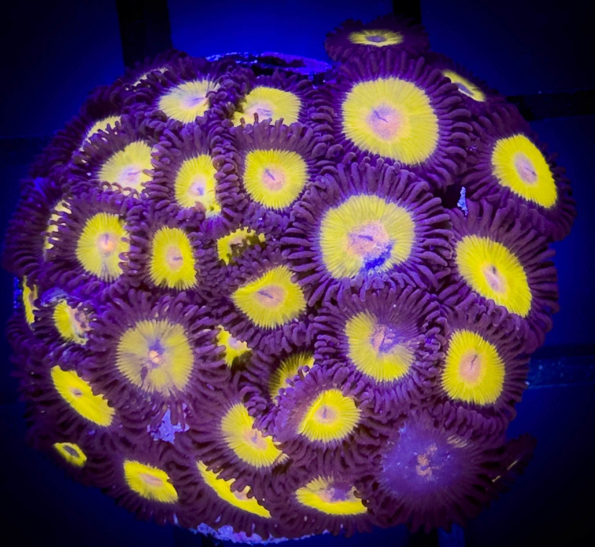 WYSIWYG Yellow Belly Zoanthids Large Frag 03E3 – Goat Corals