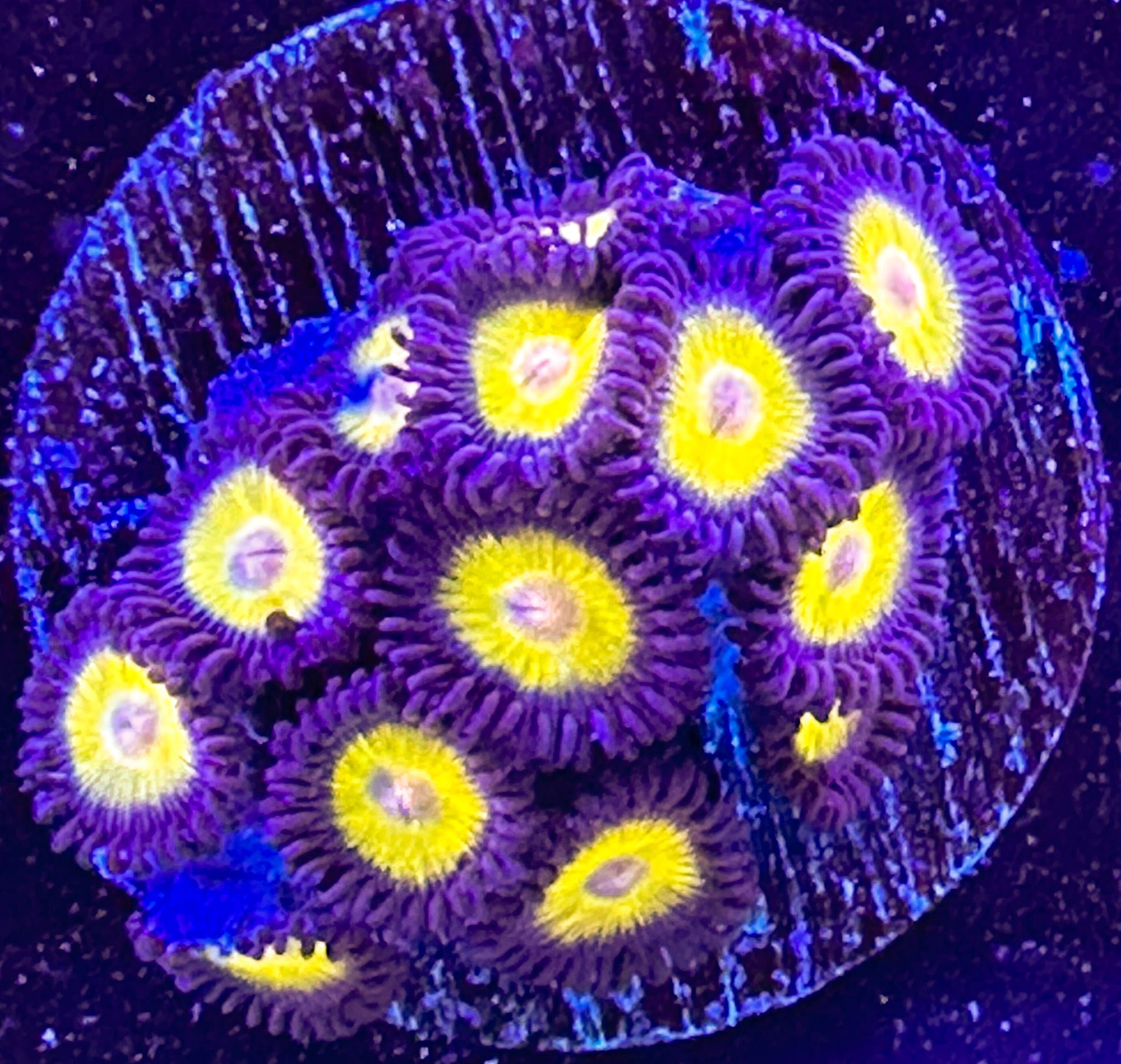 Yellow Belly Zoanthids – Goat Corals - Main Image