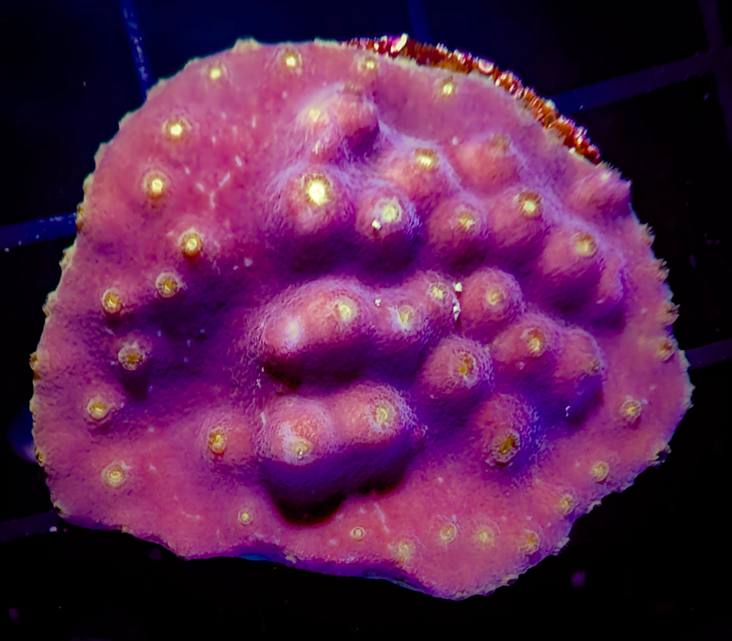 Yellow Edge Scroll Coral