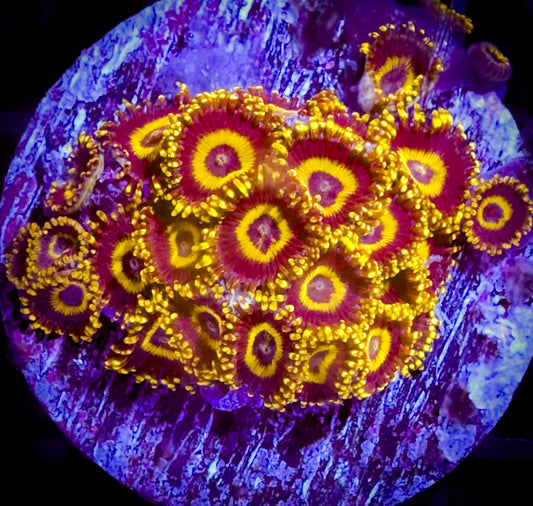 Yellow Jackets Zoanthids