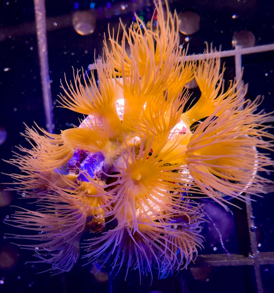 Yellow Parazoanthus Polyps