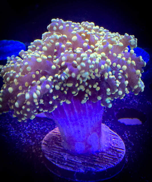 WYSIWYG Yellow Tip Octospawn