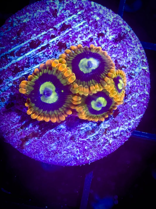 Yodas Zoanthids